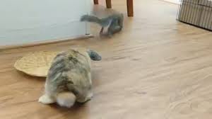 Learn How To Make Your Rabbit Happy Today Video Funny Baby Quotes Child Smile Quotes Funny Pictures For Kids