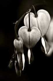 Maybe you would like to learn more about one of these? Dicentra Bleeding Hearts In Black And White By Victoria Field Heart Art White Art Bleeding Hearts