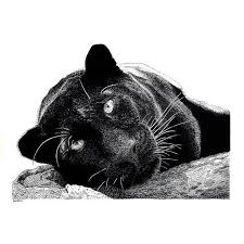 Black Panther Black Panther Drawing Panther Black Panther