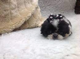 Find shih tzu dogs and puppies from north carolina breeders. Shih Tzu Puppy Tea Cup Size Chester Le Street County Durham Pets4homes Shih Tzu Puppy Puppies Shih Tzu