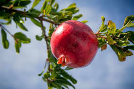 Pomegranate Benefits Health Benefits Of Pomegranate From Boosting Immunity To Protecting Your Heart Nutrition Facts You Must Know