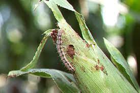 Crop insect damage is usually caused by insects that feed on that crop specifically. Genetically Modified Insect Resistant Corn Implications For Disease Management