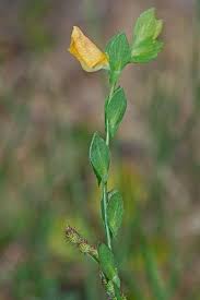 Image result for Zornia