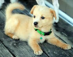 They have average height and weight. Labrador Pomeranian Mix Puppies Pets Lovers