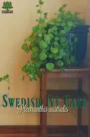 Swedish Ivy Care An Easy Houseplant To Grow Ivy Plant Indoor House Plant Care Ivy Plants