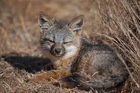 Read on for tips on how to plan your trip—renting golf carts, booking hotels or camping spots, golfing, and visiting such attractions as the catalina island museum and the art deco. Foxes On Catalina Island The Ultimate Come Back Story Orange County Coastkeeper