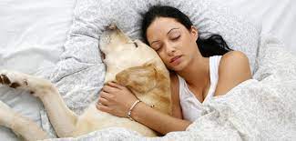 Vielleicht kann an dieser stelle genau beschrieben werden, wie das abläuft? Getrennt Schlafen Warum Der Hund Der Bessere Schlaf Partner Ist Welt