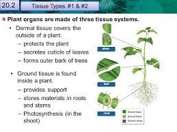 This lab reviews plant structure, especially cell and tissue types, and the arrangement of the vascular system. 21 1 Plant Cells And Tissues Reproductive Adaptations Contribute To Angiosperm Success Anatomy Of A Typical Flower Ppt Download