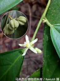 Image result for Leptonychia