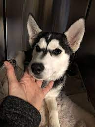Your best chance of adopting a small dog or puppy is to adopt online. Dallas Ga Siberian Husky Meet Nalah A Pet For Adoption