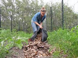 Everyone knows that walnut trees produce a potent growth inhibitor as a way of protecting their territory. Native Leaf Mulch For Tomatoes Four String Farm
