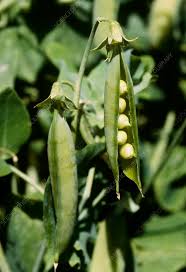 Image result for Pisum sativum