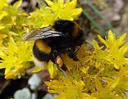 It is particularly favored by the honey bees and you can also grow them quite easily on a wide range of soils. 10 Best Plants For Bees And Butterflies