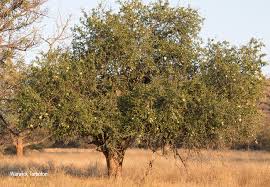 Image result for Strychnos madagascariensis