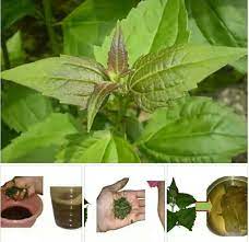 Not only that, the leaves have a rather rough texture, different than the other types of leaves. Side Effects Health Benefits Of Awolowo Leaf Akintola Leaf Nigerian Health Blog