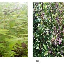 Image result for Lippia abyssinica