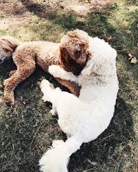 Pin By Jackson Ce On Furry Friends Animals Friends Cute Little Animals Cute Creatures
