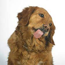 Should I Let My Dog Lick My Wound Will It Heal Faster