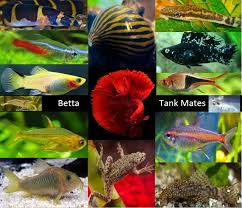 Üye imzalarını sadece giriş yapan üyelerimiz görebilir. Artstation Betta Tank Mates Ymail Login
