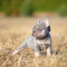 What's the typical lilac french bulldog price, then? Lilac And Tan Female French Bulldog Puppy For Sale From Nw Frenchies Washington State Bulldog Puppies French Bulldog Puppies French Bulldog