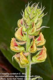 Image result for Eriosema cordatum