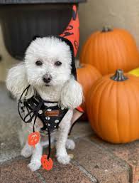 Blackhawk Living CA December 2022 by Blackhawk Living CA