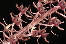 Image result for Liparis nervosa