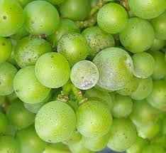 Powdery mildew destroys harvests by interfering in normal plant growth; Detecting Emerging Pesticide Resistance In Grapes American Vineyard Magazine