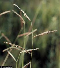 Image result for Paspalum plicatulum