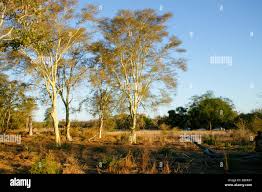 Image result for Acacia rovumae