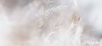 Federn schleißen (von den kielen befreien). Daunen Oder Federn Im Kopfkissen Was Ist Besser