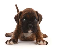 Boxer puppies for sale in new yorkselect a breed. Boxer Puppy 6 Weeks Old Stretching Photograph By Mark Taylor