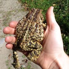 Are toads good for the garden. Toad In The Garden Great News Actually Excellent Beneficial Animal