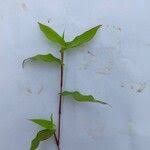 Image result for Arthraxon