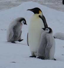 Birds That Look Like Penguins How Cute Are These Two Little Emperor Penguins When They Grow Up They Will Look Like The Penguin In The Midd Emperor Penguin Baby Animals Super Cute Penguins