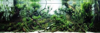 Betta Splendens Iaplc 2012 Resultats Top 100 Planted Aquarium Plantes Aquatiques Eaux Douces