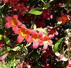 Image result for Bignonia capreolata