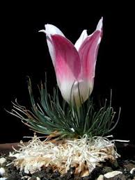 Image result for Gethyllis