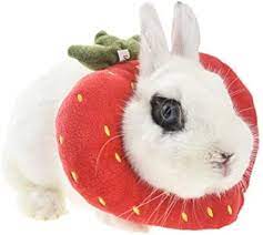Elizabeth Rabbit Protection Cones for After Surgery Cervical Collar for  Small Animals Rabbit Toast Avocado Costume (S, Red) : Amazon.de: Pet  Supplies