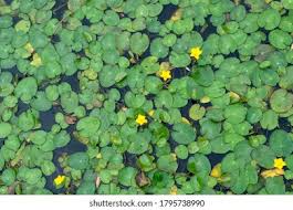 Image result for Nymphoides thunbergiana