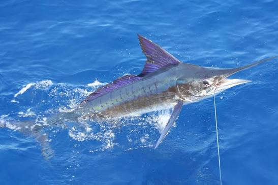 Striped marlin - Fish Nation