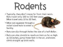How far do rats travel from their nest. Rodents Insects And Other Pests Are More Than