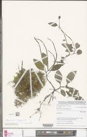 Image result for Peperomia abyssinica