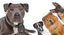 List of American Staffordshire Terrier Mix Breed Dogs