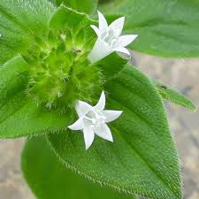 Image result for Richardia brasiliensis