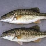 Spotted bass – Invasive Species South Africa