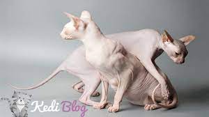 kedilerde cilt ve deri hastaliklari kedi blog