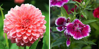 11 Edible Flowers Flower Power