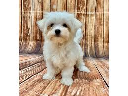 Image result for white yorkshire terrier