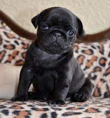 Cute Black Pug Puppy Pug Puppies Black Pug Puppies Baby Pugs